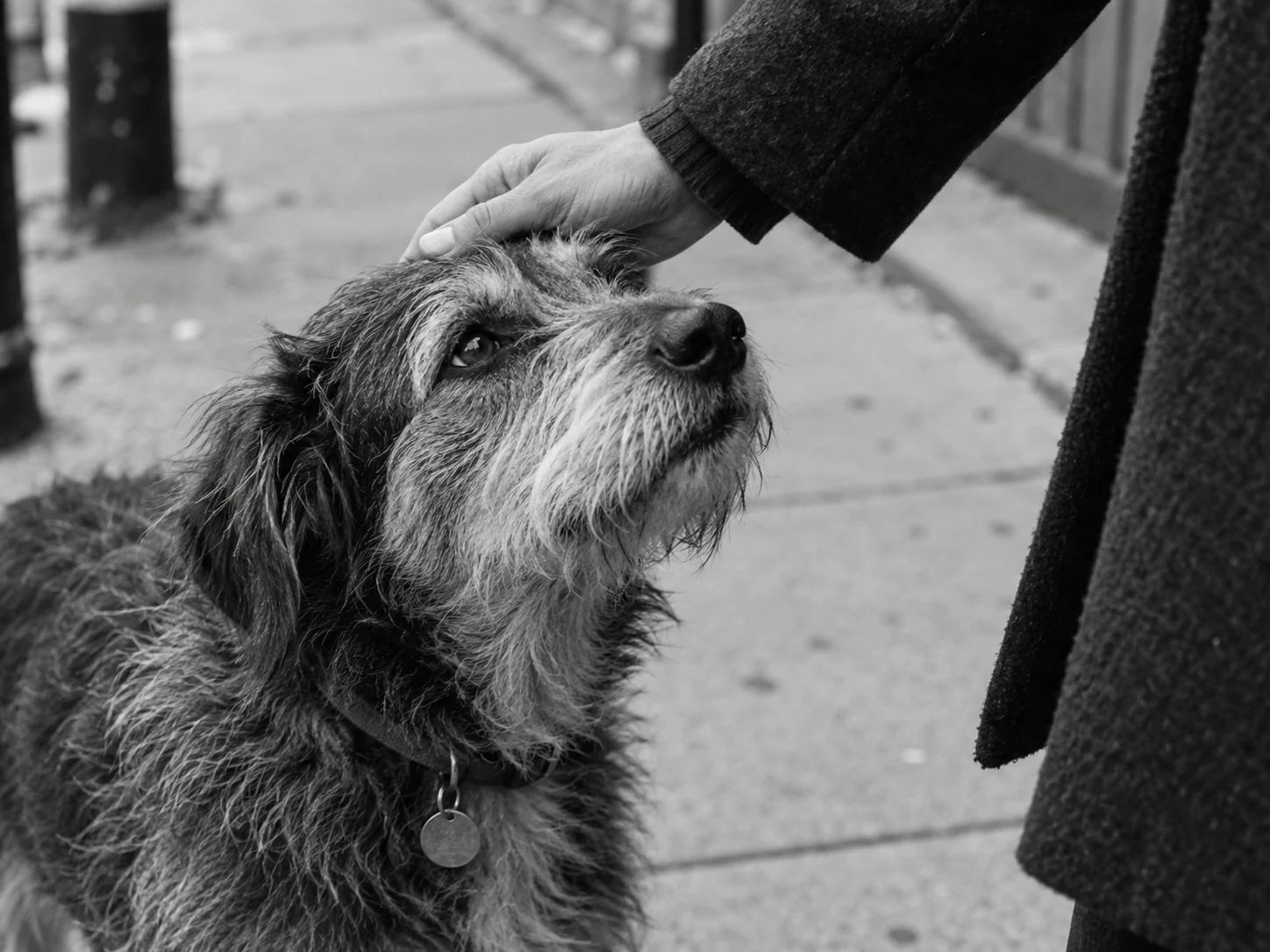 Una mano acaricia a un perro